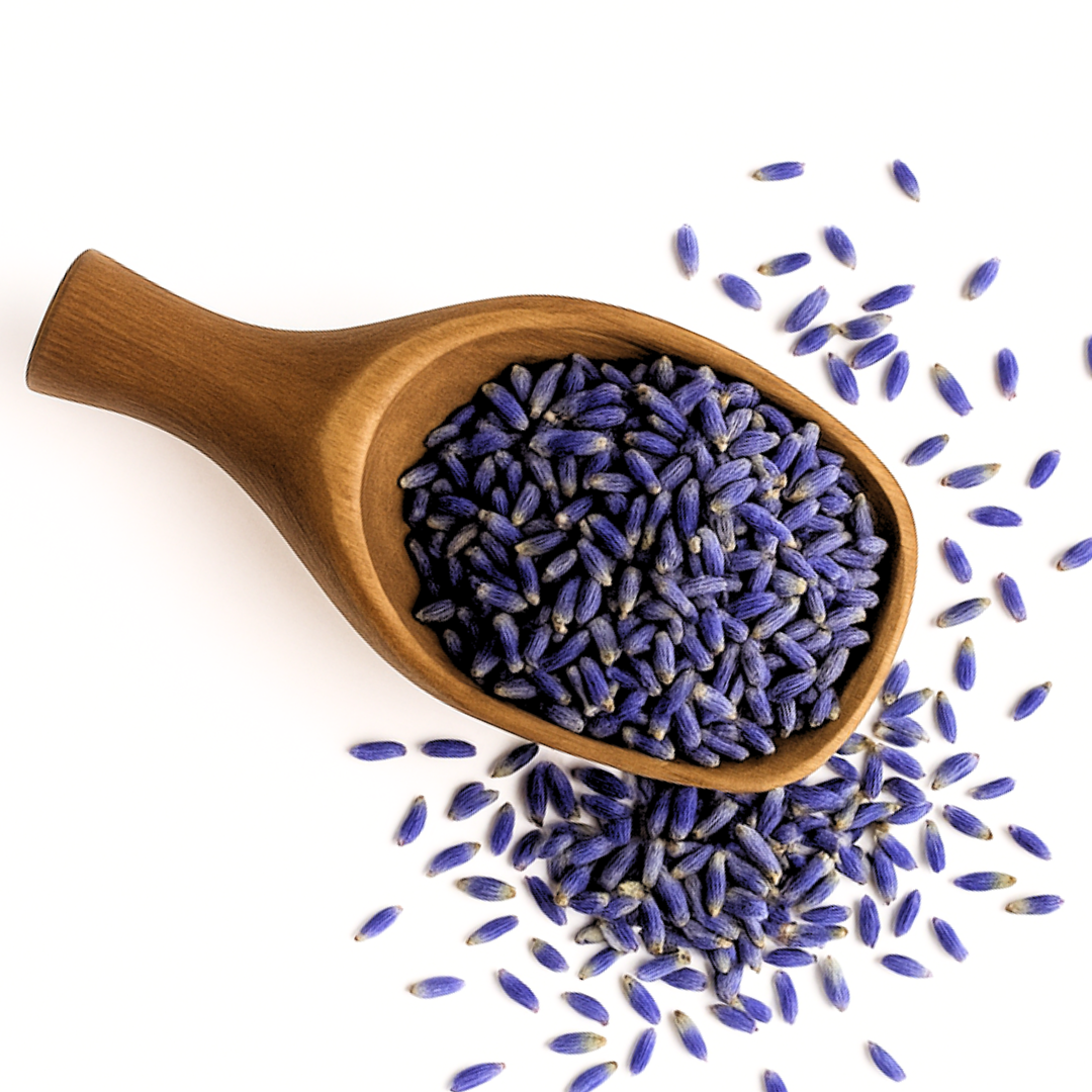 Wooden scoop filled with lavender buds on a white background