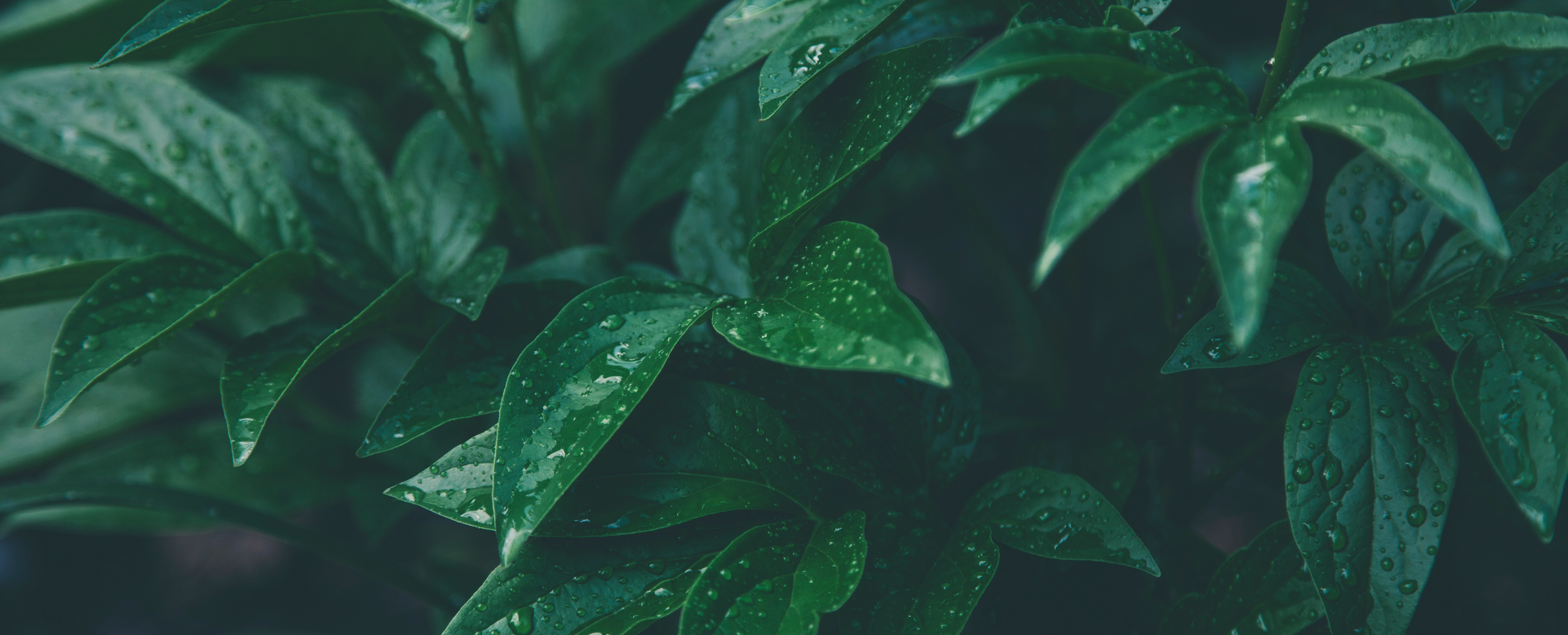 Desktop Slider Image